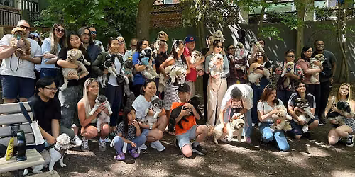 Toronto Shih Tzu Meetup