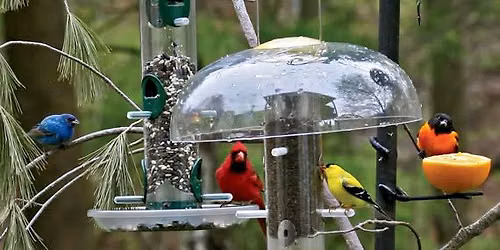 Summer Bird Feeding Presentation