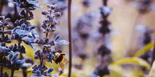 Spring Seed and Cutting Swap!