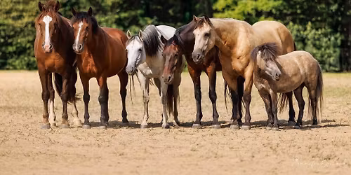 Gamilah Unbridled Liberty Celebration: Inspired By Rescued Hearts