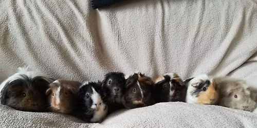 Sheffield and District CavyClub