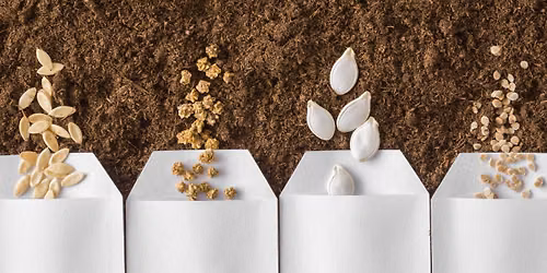 Garden Class: Harvesting Seeds