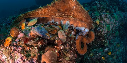 EWC Environmental Speaker Series "Meet the Giant Pacific Octopus"