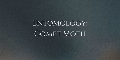 Entomology: Comet Moth