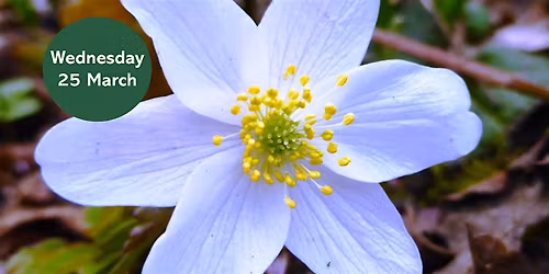 Gosforth's Wild Web: Wildflower Wander