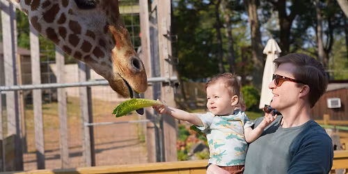 Breakfast with the Animals - Giraffe Edition