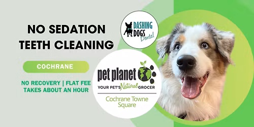 Pet Teeth Cleaning- Cochrane - Pet Planet