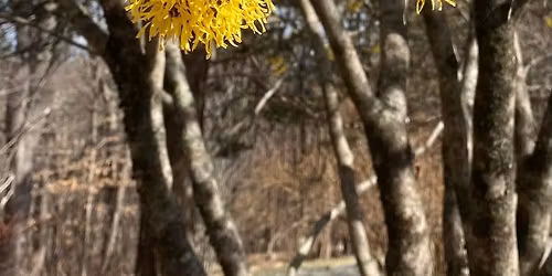 Spring Equinox Celebration: Mindfulness and Sound Healing