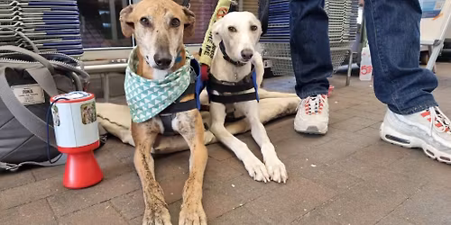 Forever Hounds Trust Street Collection at Gloucester Rugby
