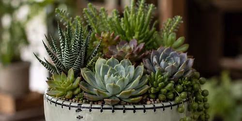 Frankie\u2019s Monster Mash Halloween Succulent Party