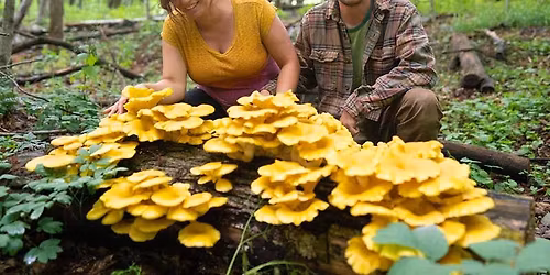 Connecting to History Through Wild Foods with Wild Hudson Valley