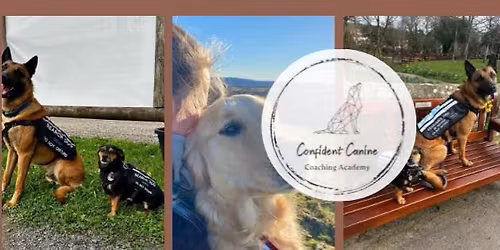 Assistance Dog social day in Leeds