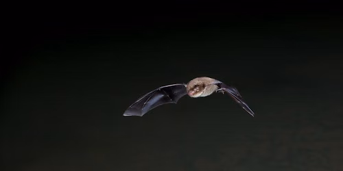 Langdon Bat Walk and Talk