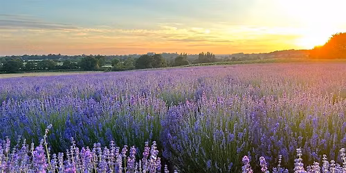 Evenings at the Warwickshire Lavender Farm (11th July 2026)