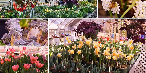 2026 Spring Greenhouse Show