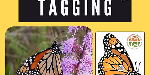 Monarch Tagging Program