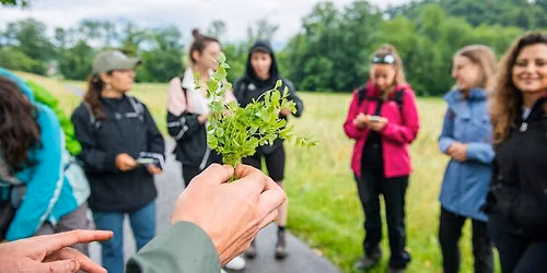 Sortie nature: "Les secrets des plantes sauvages comestibles et m\u00e9dicinales"