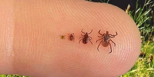 NCTA Grand Traverse Chapter - November Monthly Meeting