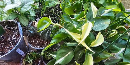 Plant Pop Up @ Epic Coffee \ud83e\udeb4\u2728\ud83c\udf35