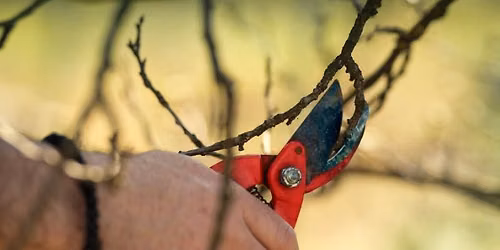 Pruning and Care of Fruit Trees - Winter