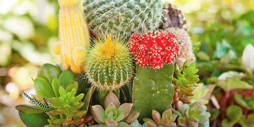 Garden Class: Cacti & Succulents