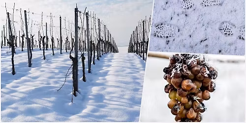 Social Hike: Southern Vineyards