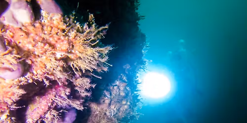 refresh your dive skills in the sea