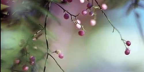 Beginners Water-Soluable Oils - December Berries