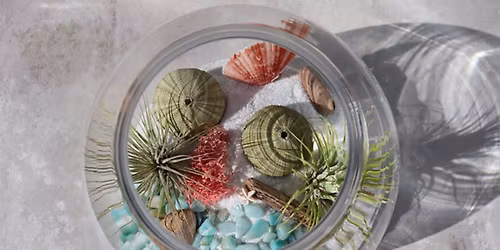 Air Plant Seascape Terrarium Workshop Chichester 