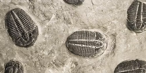 Ohio’s Trilobites & Other Ancient Fossils