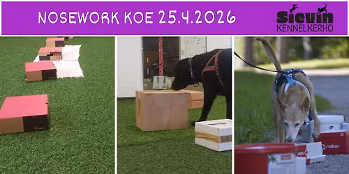 Sievin kennelkerho ry: Nosework koe 25.4.2026