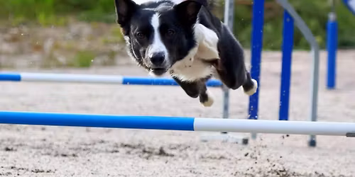 Bl\u00e5b\u00e6rl\u00f8p x 2