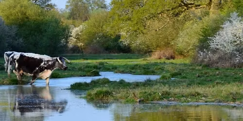 Guided Morning Walk \u2013 10km Knepp Estate Rewilding Project