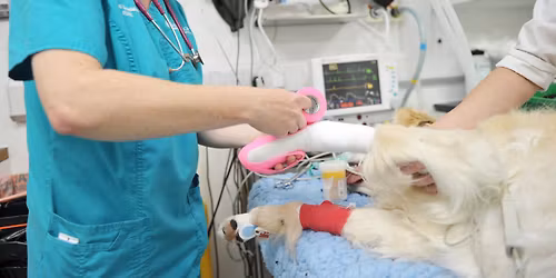 A day in the life of a wound vet nurse