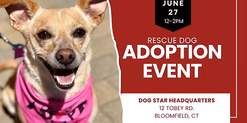 Adopt a Rescue Dog in Bloomfield CT