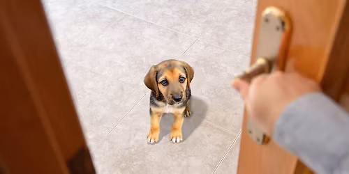 1hr Workshop: Dogs, Doors, and Doorbells