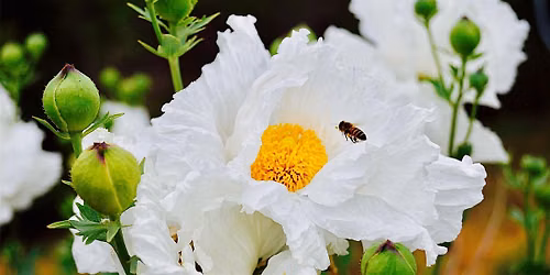 Pollinator Plants Beyond Milkweed with Lisa Fimiani