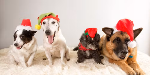 Adoption Event at Dayton Humane & Co