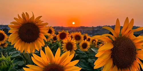 June Sip 'n' Paint Sunflower Scene