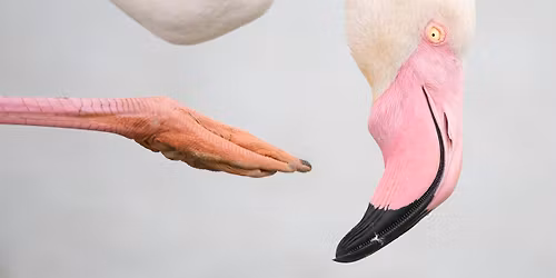 Sonntagsf\u00fchrung: Wildlife Photographer of the Year