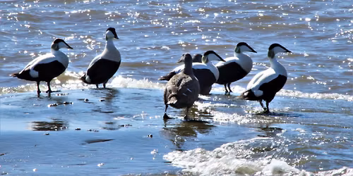 Lintukev\u00e4\u00e4n avaus Harakan saarella