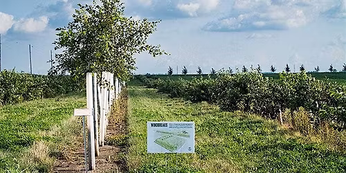 Green Shields: Designing and Establishing Windbreak Plantings