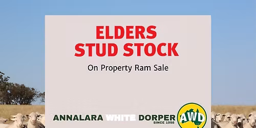 Annalara White Dorper Ram Sale