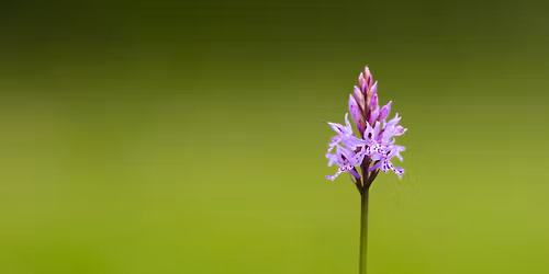 Orkid\u00e9vandringar vid naturum T\u00e5kern s\u00f6ndagar i juni