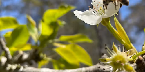 Shared Beauty: Wildflowers of Texas and Pennsylvania