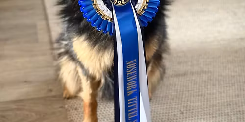 Konkurranserettet Nosework-kurs klasse 2 \u2013 3 med Tove Larsen