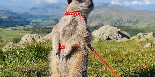 May Pet Encounter at The Beacon Museum