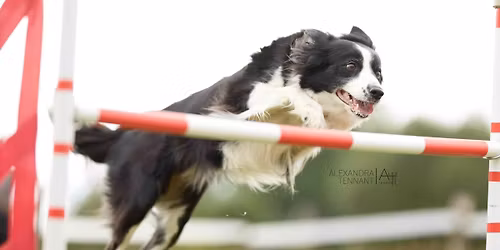 O zlatou tlapku 2026