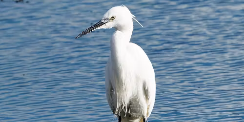 RSPB Morning Walk at Kempton Nature Reserve