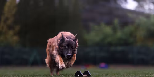 Ob\u00f3z Obedience KO 2026